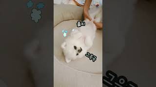 강아지 고관절 수술 후 1년. 매일 해주는 안마. 이게 맞나 ㅋ