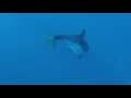 Les dauphins viennent à la rencontre des nageurs...