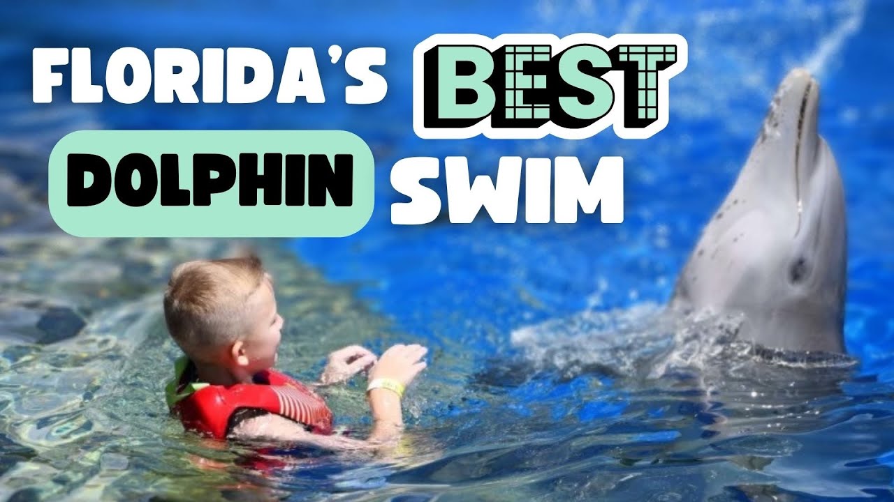 Swimming With Dolphins at Marineland in St. Augustine, Florida YouTube