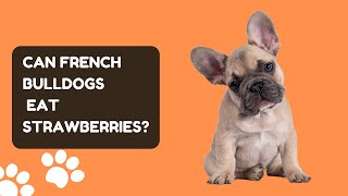 Can French Bulldogs Eat Strawberries A Comprehensive Guide by Pet Care Tips 38 views 6 months ago 3 minutes, 2 seconds