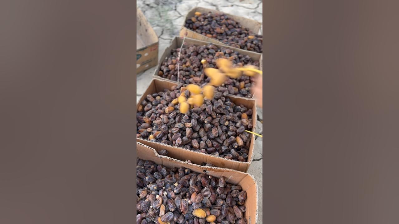 Harvesting dates in date garden and palm trees🌴🌴and beautiful nature 