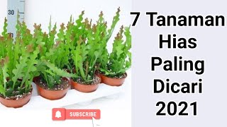7 Tanaman Hias Paling Dicari 2021