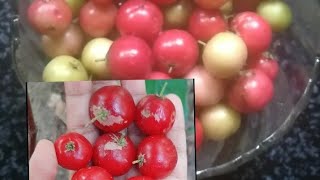 Lololikka Achar Ll Lubikka Ll Lavalolikka Ll Doblolikka