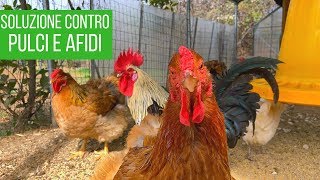 Guarda Come Si Lavano Le Galline Modo Naturale Contro Le Pulci Youtube