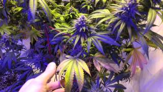 Obi Wan OG Update Day 57