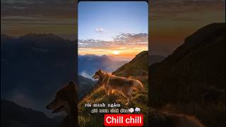 #dog #thucung #cat #pets #micat #haihuoc #xuhuong