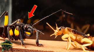 Epic Encounter: SCISSORS Bug Challenges the Killer BUG by BICHOMANIA 8,621 views 6 months ago 4 minutes, 7 seconds