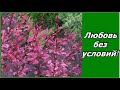 Барбарис тунберга в саду -  от него не откажусь,  любовь  почти безусловная!