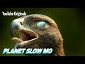 Super Slow Motion Birds