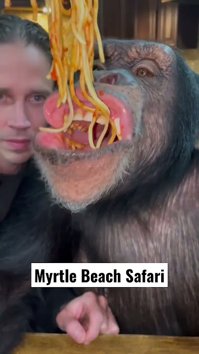 Chimp Dinner Time with Sugriva & Kody Antle 🐵🍝