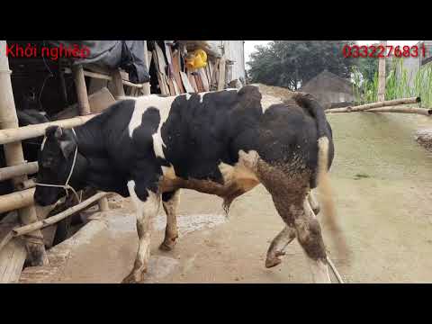 Video sao lại gọi bò 3B F1 và F2 ??? cách nhận biết chính... - youtube