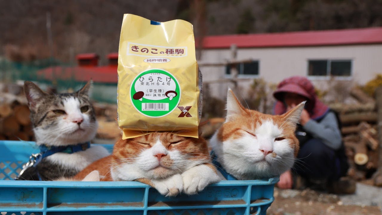 ねこ 猫たちとひらたけ植菌 2025 250426 - YouTube