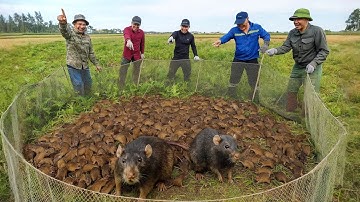 5 Người Đàn Ông Dùng Lưới Vây Bắt Ổ Chuột Đất Khổng Lồ Giữa Cánh Đồng Lúa 