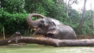 Kenyir Elephant Conservation Village (KECV) - Back To Nature Experience