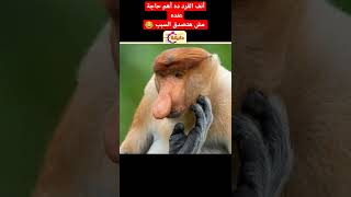 أنف القرد ده أهم حاجة عنده .. مش هتصدق السبب 😂