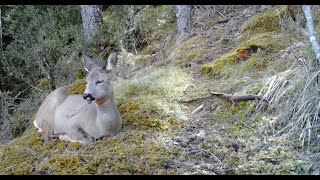 ¿SABES como SILBA y RUMIA un CORZO? Fototrampeo este curioso comportamiento del duende del bosque