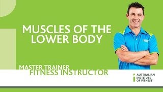 Muscles of the Lower Body