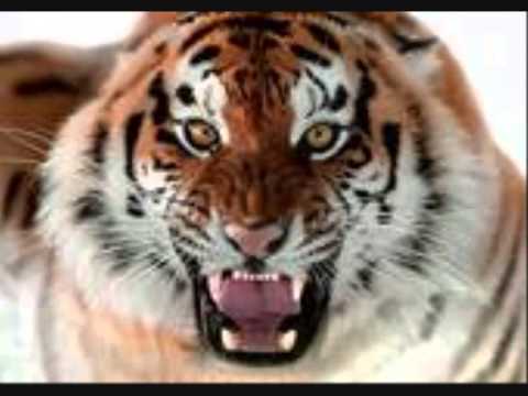 THE DETROIT EXECUTIVES... COOL OFF