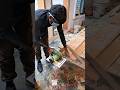 Men Door Chaukhat Frame Making 😱 | Satisfying Woodworking Shorts #shortvideo