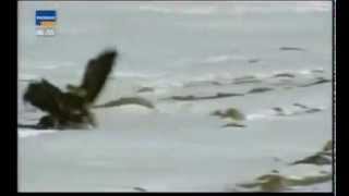 Trainded Eagles Hunting Foxes For their Masters Part 3
