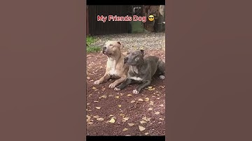 My Friends Dog vs My Dog 🐾🐶  #pets #funnydogs #funnydogvideos #funnyvideo #dog #shorts