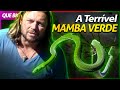 MAMBA-VERDE, UMA SERPENTE RÁPIDA E EXTREMAMENTE VENENOSA! | RICHARD RASMUSSEN