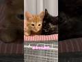 Perfect Pair✨ 仲良しにゃんこ　#shorts #cats #catlovers #cutecats #japanesecats #catshorts #猫 #茶トラ猫 #サビ猫