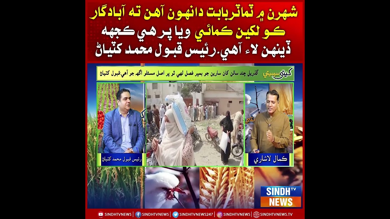 Shehran me tamatar babt danahoo aahin ta abadgar ko lakhin kamayi waya, par he kuchh dinan lae aahe