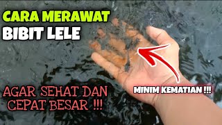 Cara Merawat  Bibit Lele Agar Cepat Besar Dan Sehat || BUDIDAYA LELE DI KOLAM TERPAL