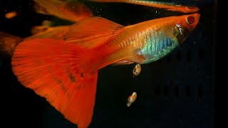 When A Guppy Fish Having Babies