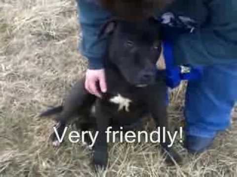 MARLEY, Female, 8-9 months old