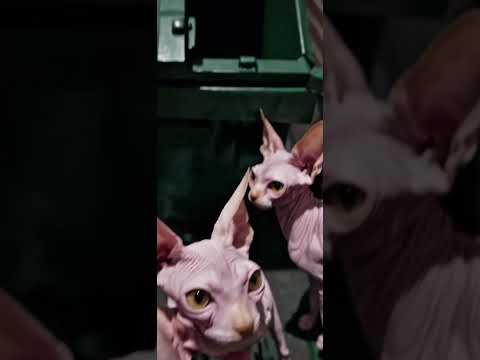 Кот-сфинкс из подворотни — как в кино! | Sphynx Cat Looks Straight Out of a Movie