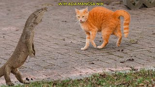 KUCING OREN SALAH PILIH LAWAN.!🤣 Kucing Oren Nekat Tantang Biawak Akhirnya Jadi Begini