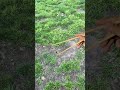 #steakwad #funny