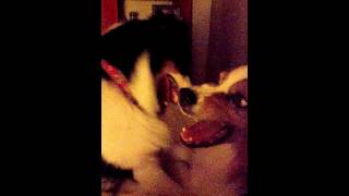 Bedtime antics