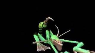 Spore Lizard-ish Creature