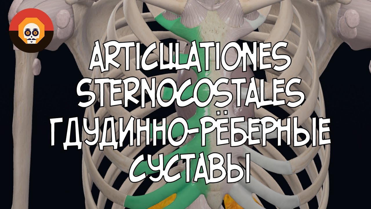 Грудинно-реберные суставы (art.sternocostales) 3D Анатомия