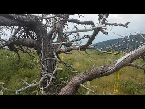 Video: Amerikas Yngste Bonsai-mester Blomstrer I Sin Oprindelige Jord