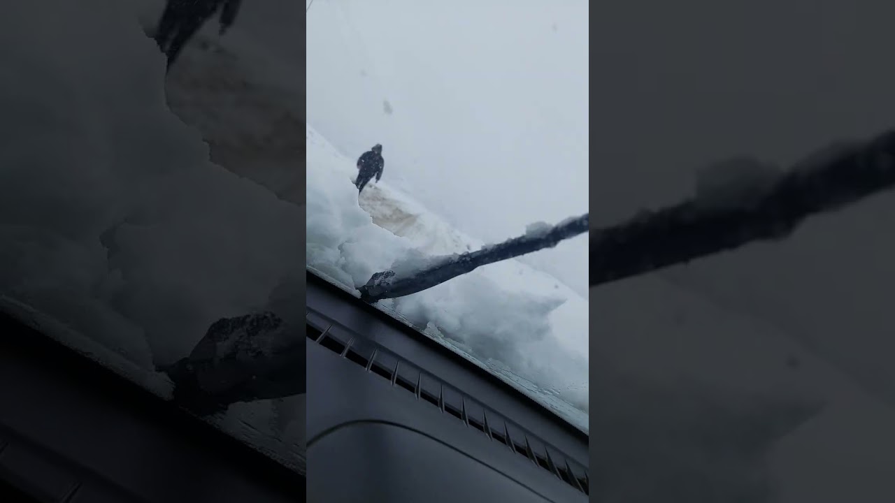 2026 fevral Cəlilabad