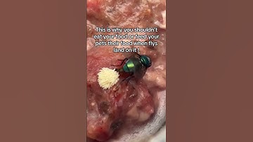 Fly Laying Maggots on Food