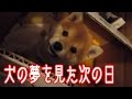 犬の夢を見た次の日【泣いた話】