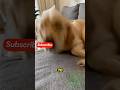 Zoomies Activated🤣  #viral #funny #funnyanimal #memes #dog #zoomies #walk #pets