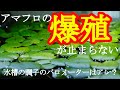 アマフロも絶賛爆殖中!!良い水槽の状態のバロメーターはアレだった？
