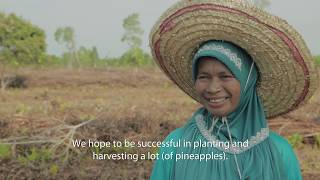 Pineapples and peatlands