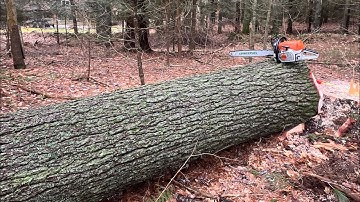 Still Standing Strong After A Year! Cutting White Pine With Stihl Ms462c!