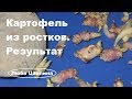 Картофель из ростков. Результат