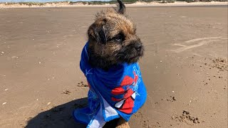 Gizmo Loves the Beach & Sea 🏖️🏰🐕🐾🌊 by Gizmo The Border Terrier 🐾🐕 646 views 8 months ago 5 minutes