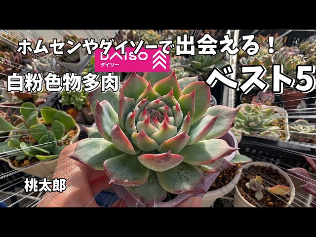 ご確認多肉 Succulents] White powder colored succulents! Introducing our top 5