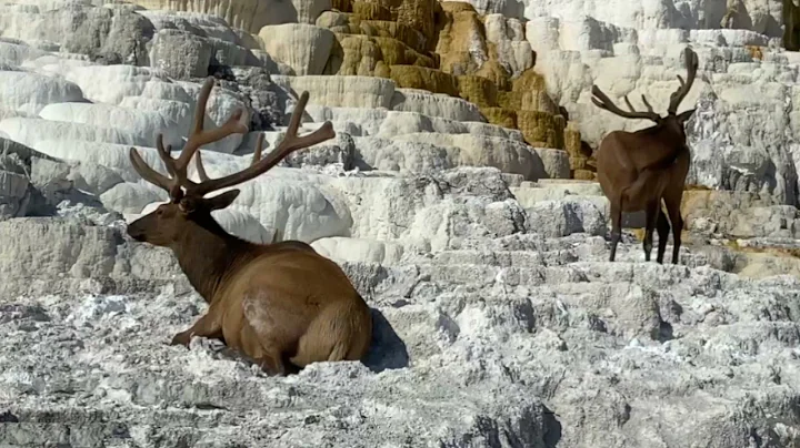 BrushBuck Wildlife Sightings: Elk On Mammoth Hot Springs Terraces, Yellowstone N P