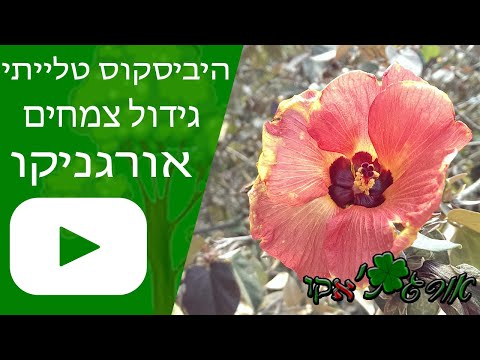 וִידֵאוֹ: Garden Ferns - איך לגדל ולטפל בגן שרך בחוץ